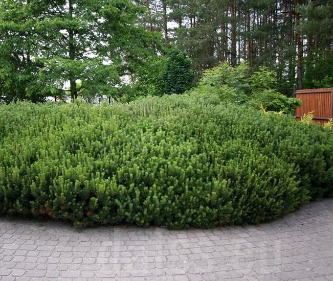 Pinus mugo  var. pumilo Kalnu priede